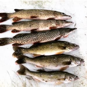 Meet your Posher, Dexter